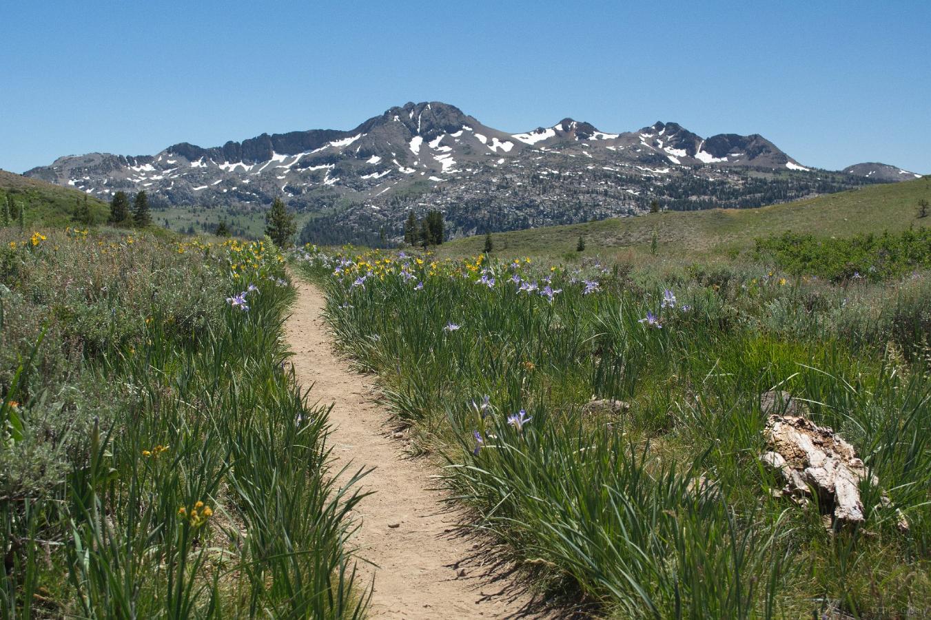 PCT Carson Pass