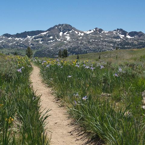 Carson Pass