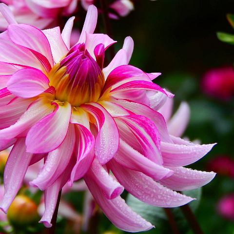 Dahlia