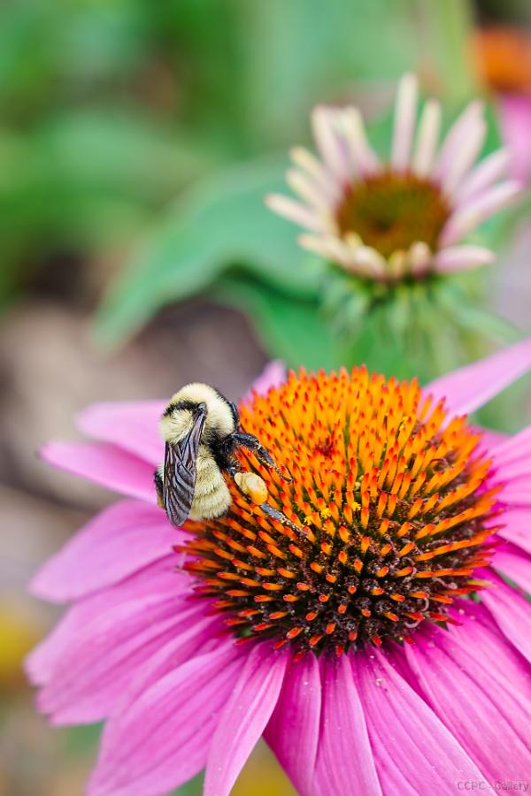 Bumble Bee Landing