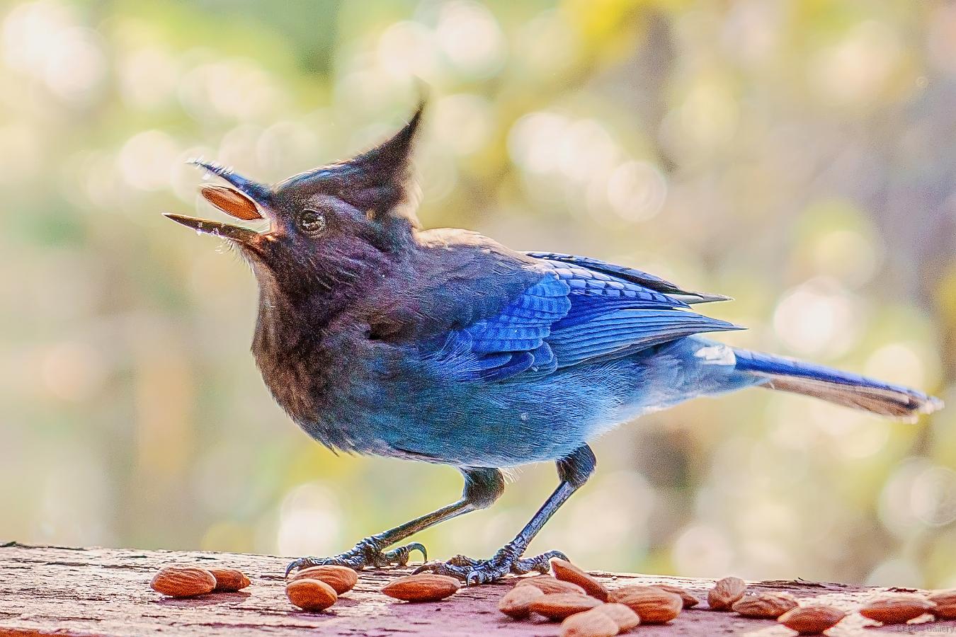 Hungry Stellar Jay