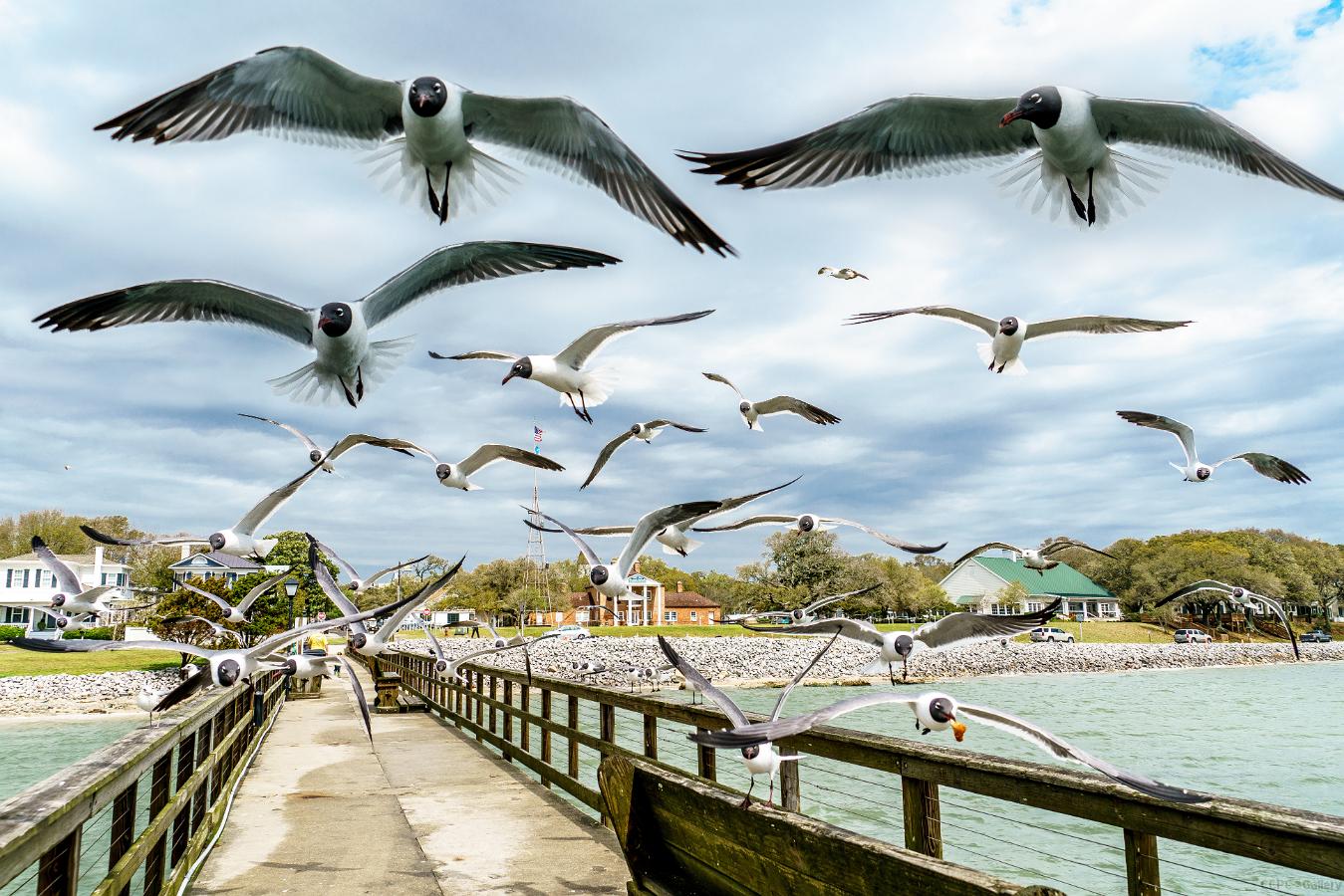 Laughing Gull Attack