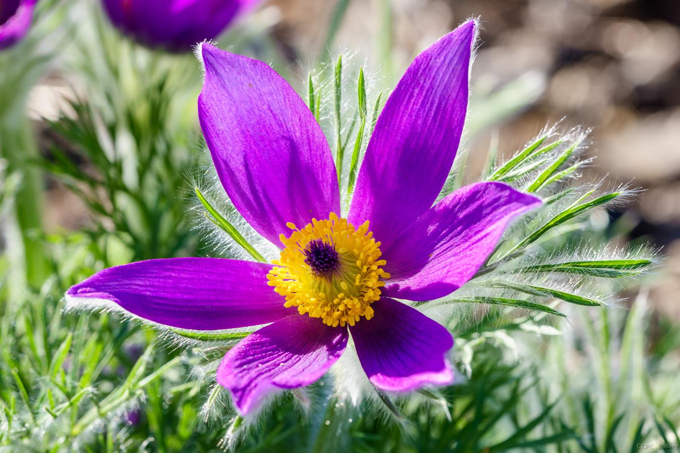 Pasque Flower