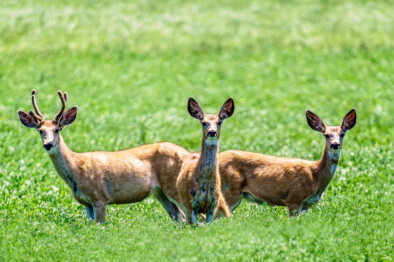 Posing Deer