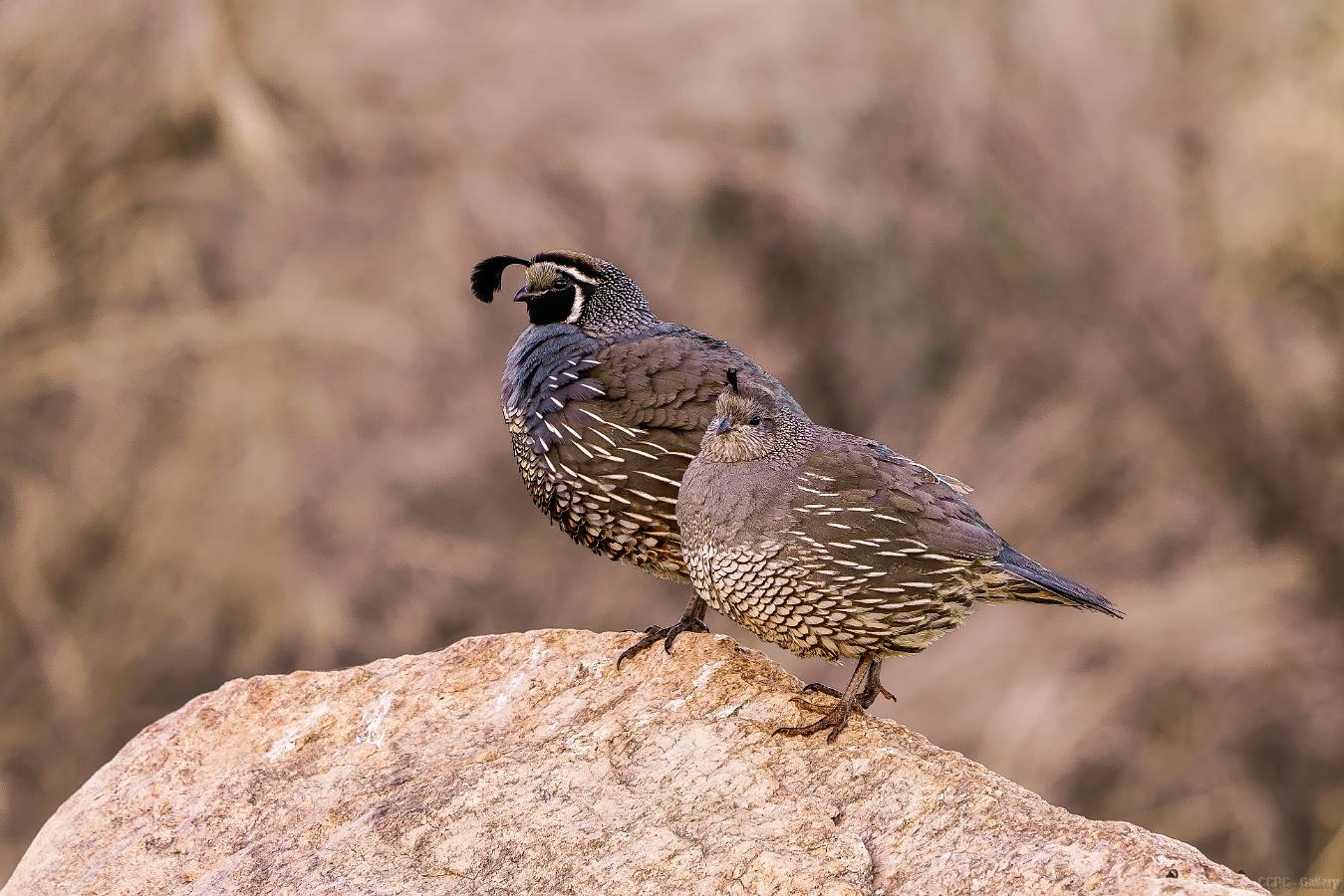 Quail Couple