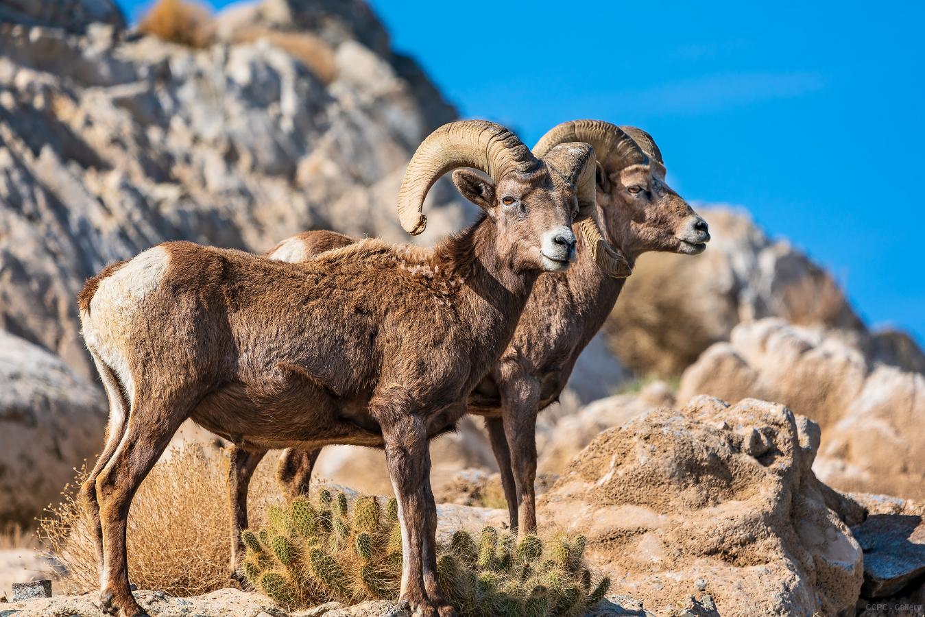 Sheep at Walker Lake