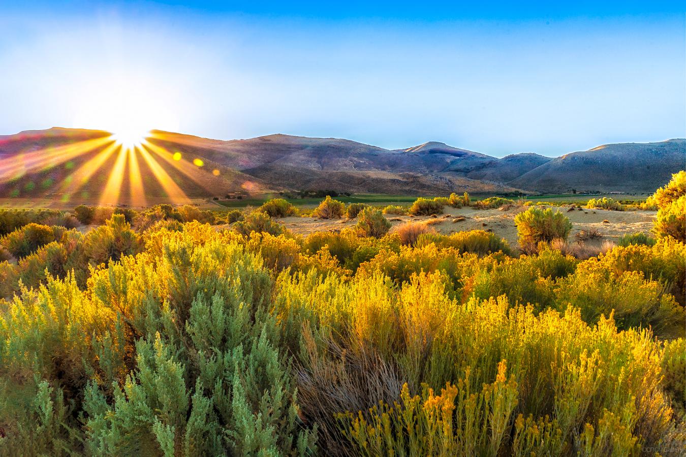 Washoe Morning Sunshine