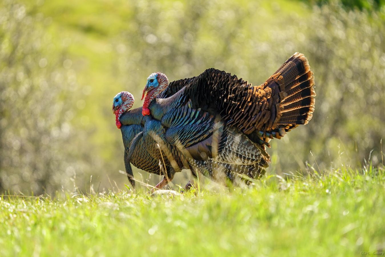 Wild Turkeys at Lake Camanche