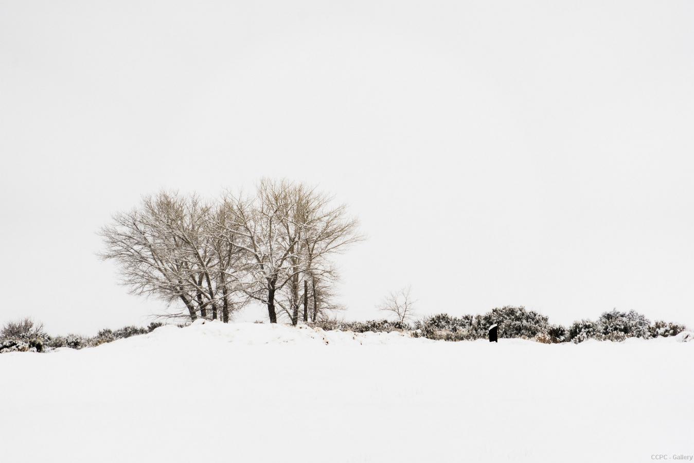 Wintery Washoe Trees