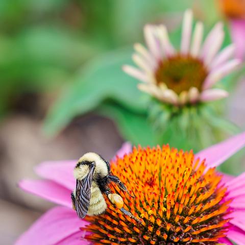 Bumble Bee Landing