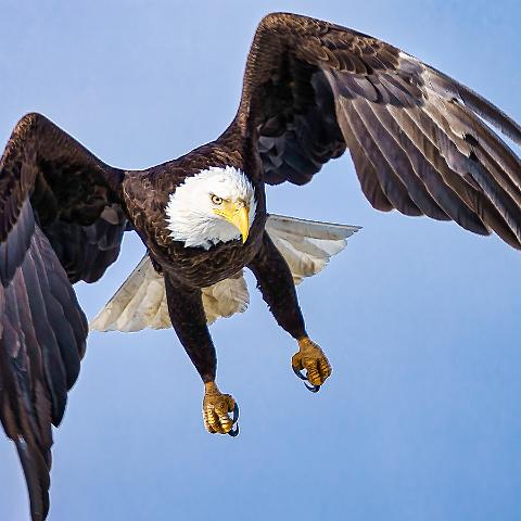 Eagle Take off