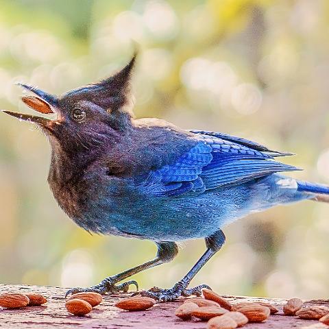 Hungry Stellar Jay