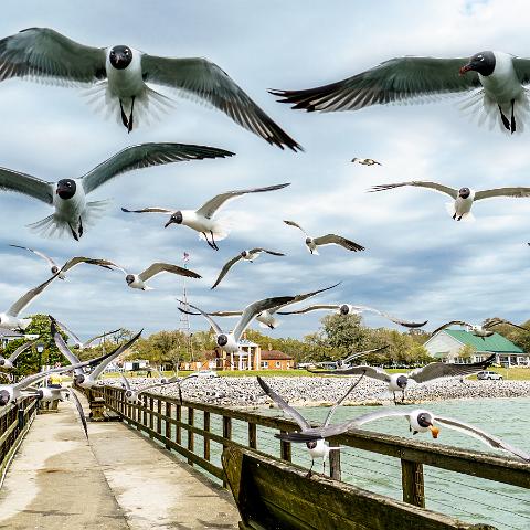 Laughing Gull Attack