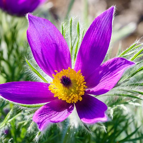 Pasque Flower