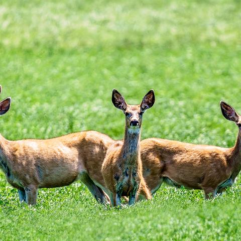 Posing Deer