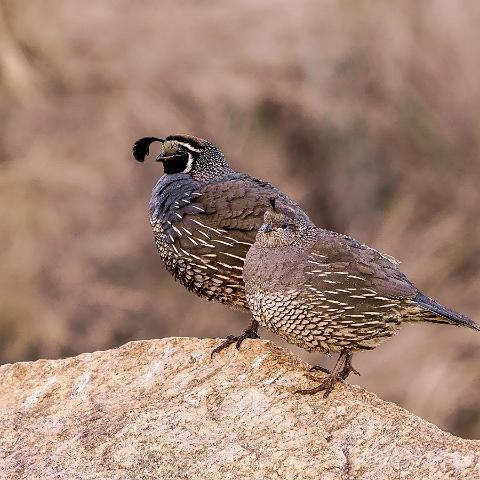 Quail Couple