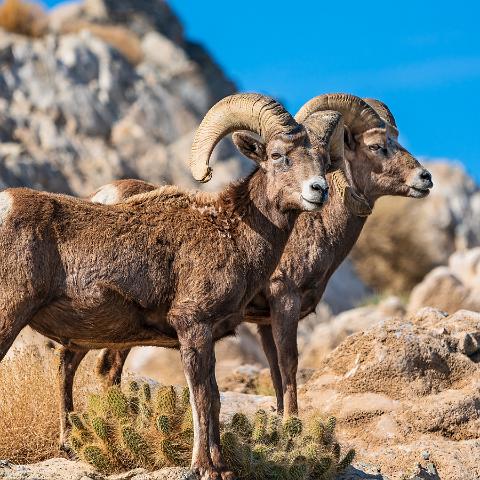 Sheep at Walker Lake