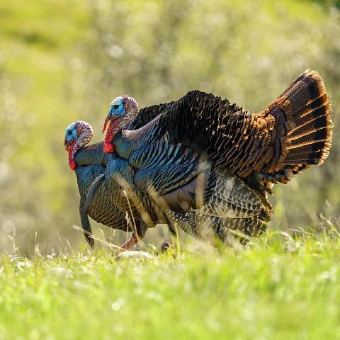 Wild Turkeys at Lake Camanche