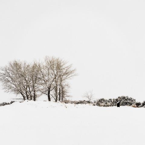 Wintery Washoe Trees