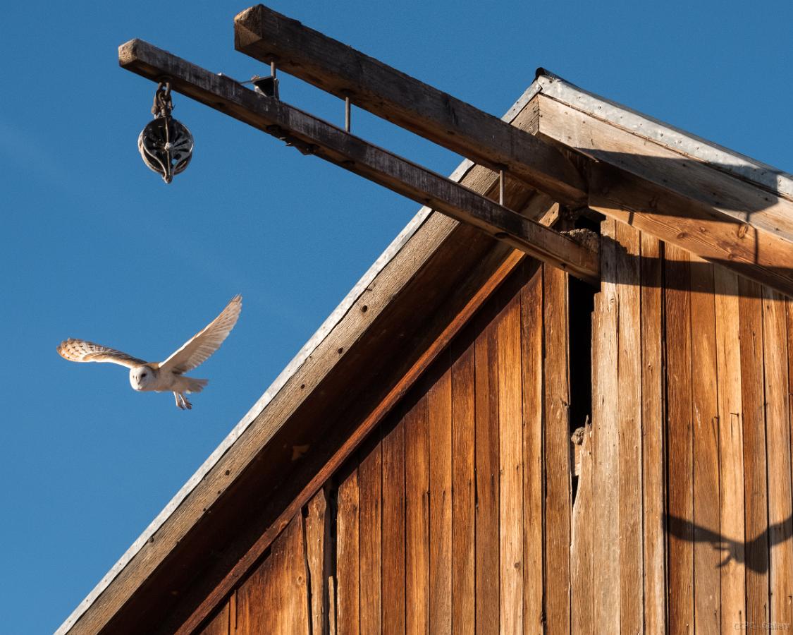 Dangberg Barn