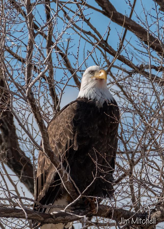 Eagles & Ag1