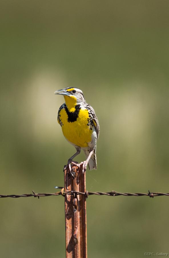 Western Meadowlark