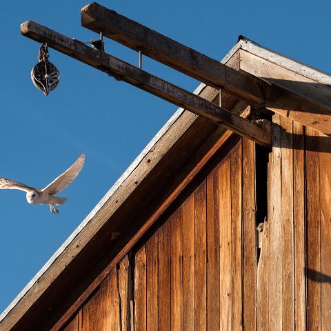 Dangberg Barn