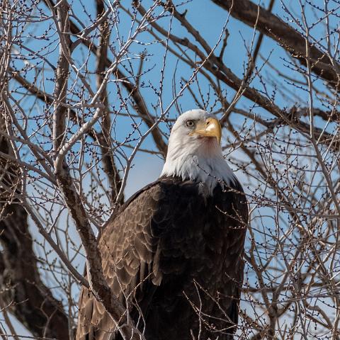 Eagles & Ag