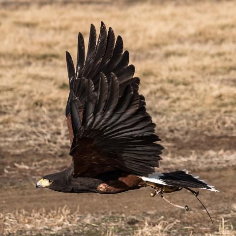 Harris's Hawk