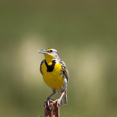 Western Meadowlark