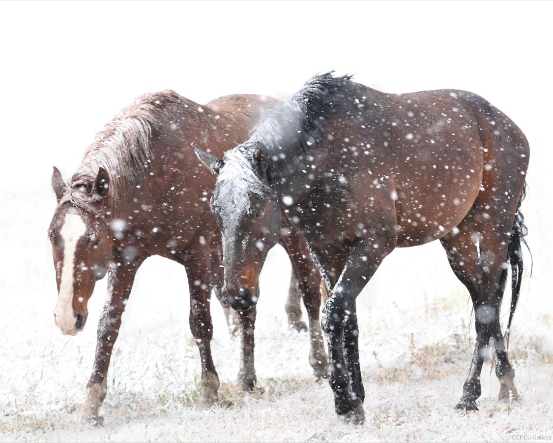 First Snow