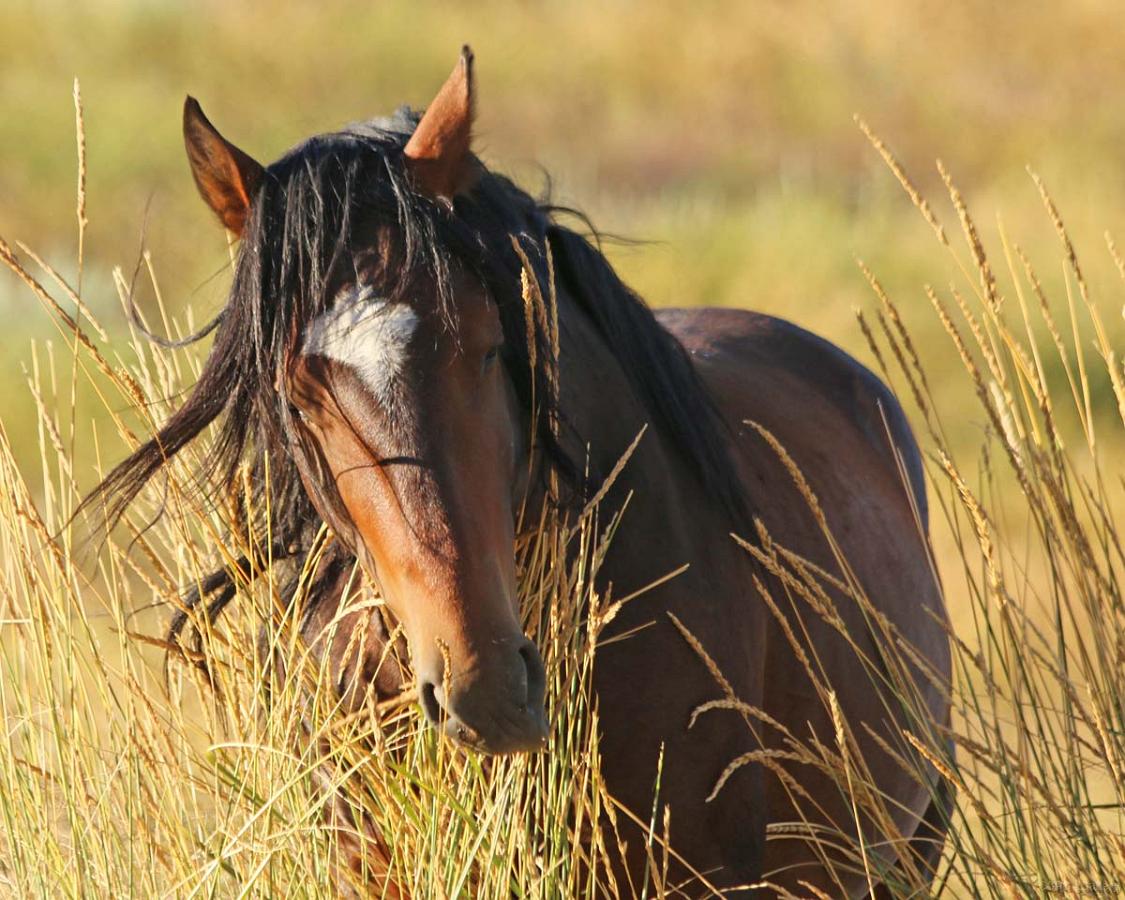 IMG 6528tex and grass8x10