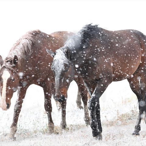 First Snow