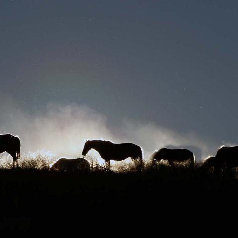 Wild horses at sunrise