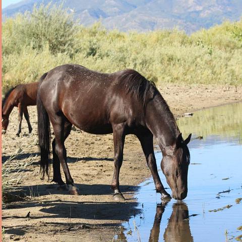 Wild Mare at the Waterhole