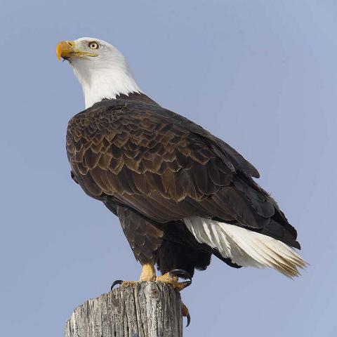 Bald Eagle Tule Lake